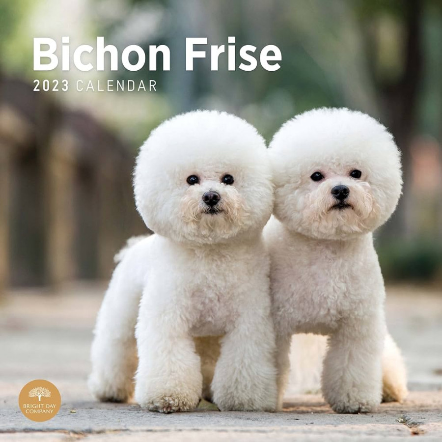 Bichon Frise Wall Calendar by Bright Day, Month x